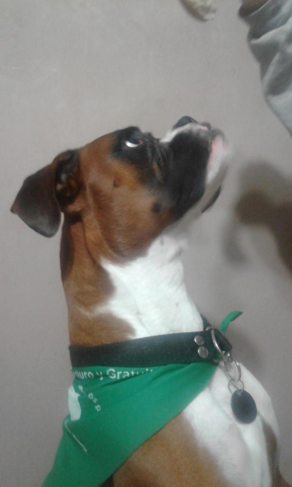 Rincón animal