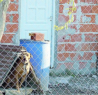 Entraron a robarles con machetes y los salvó el perro