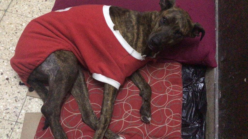 Acusan a un joven de matar mascotas “por placer”