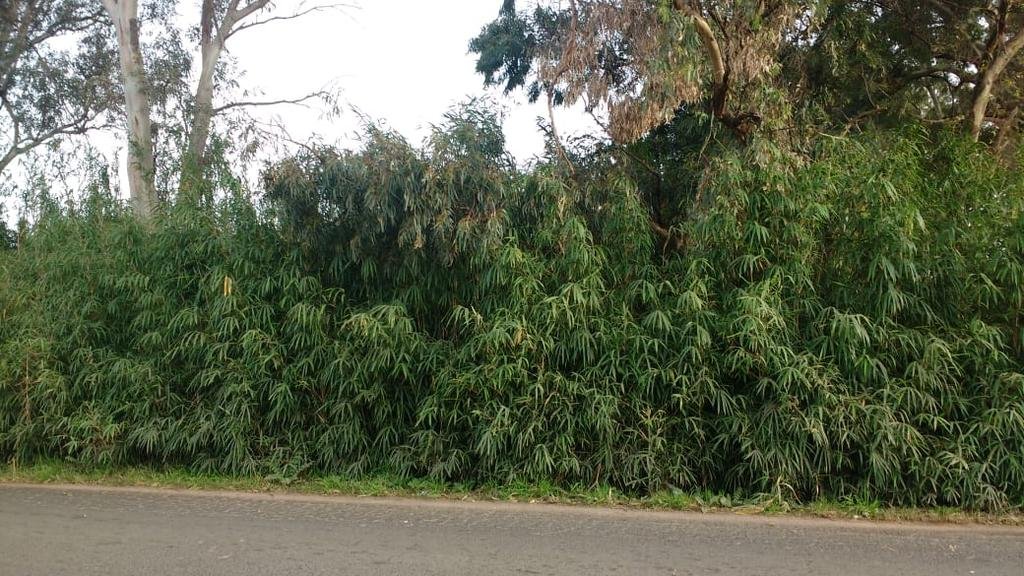 Los peatones no tienen por dónde caminar en 609 y 6