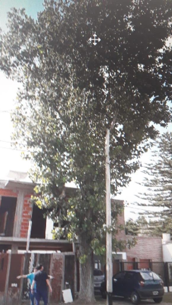 Piden la poda de un árbol que tiene cables en sus ramas