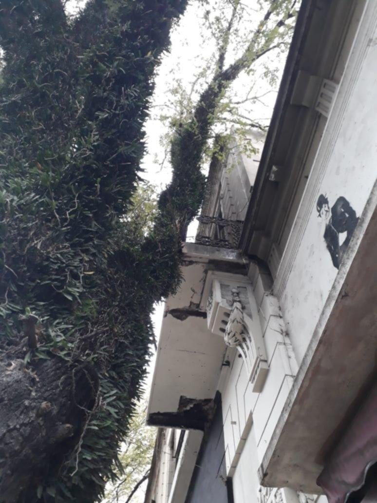 Piden medidas con un árbol que rompe mampostería