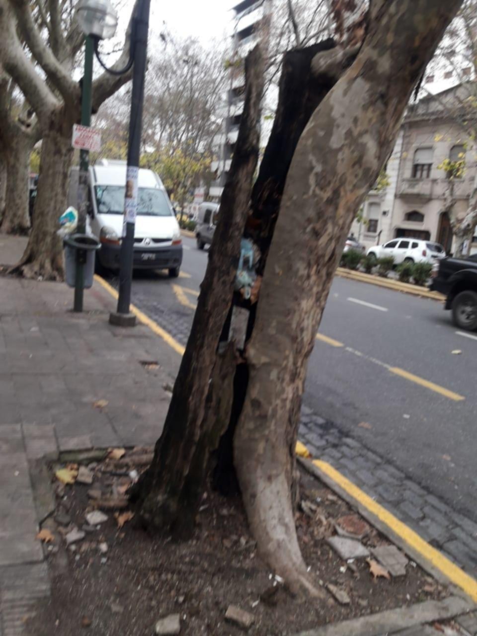 Siguen las quejas por un árbol
