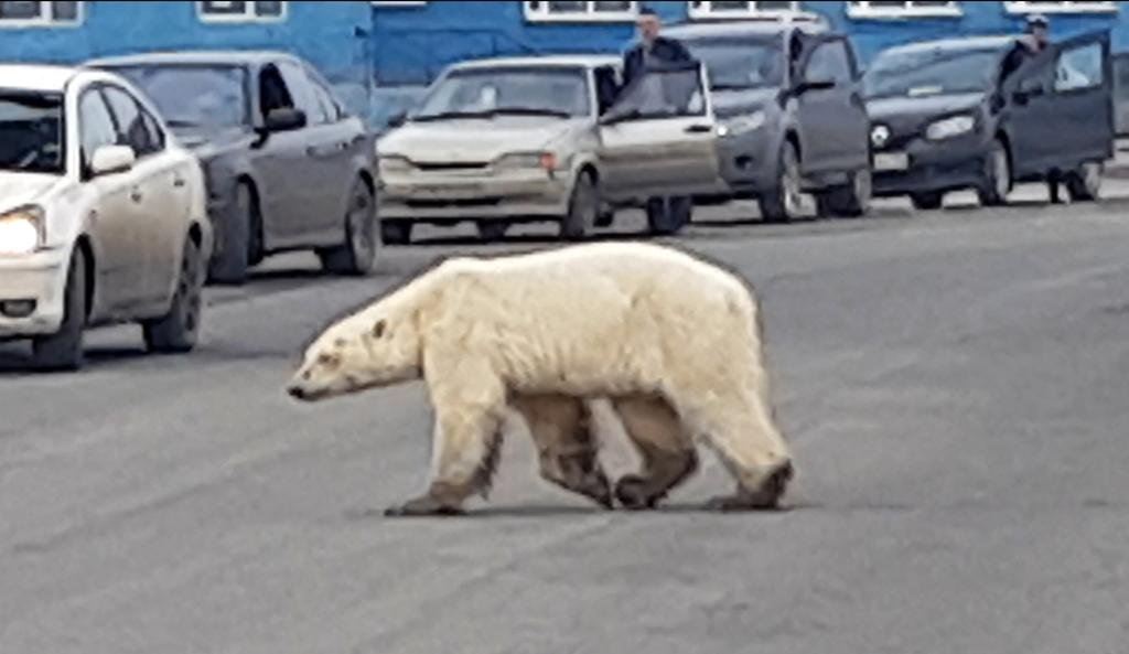 El increíble viaje de un oso polar por el cambio climático