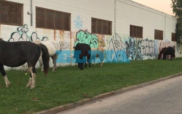 Un combo de reclamos en Berisso: caballos sueltos y un semáforo que no funciona