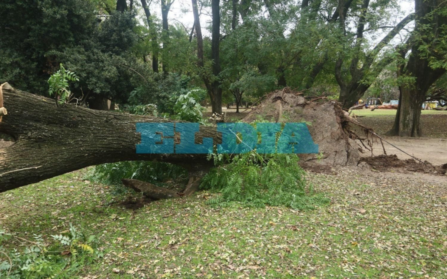 Cayó un árbol en el P. Saavedra y de milagro no fue tragedia: minutos antes pasaba un grupo de nenes