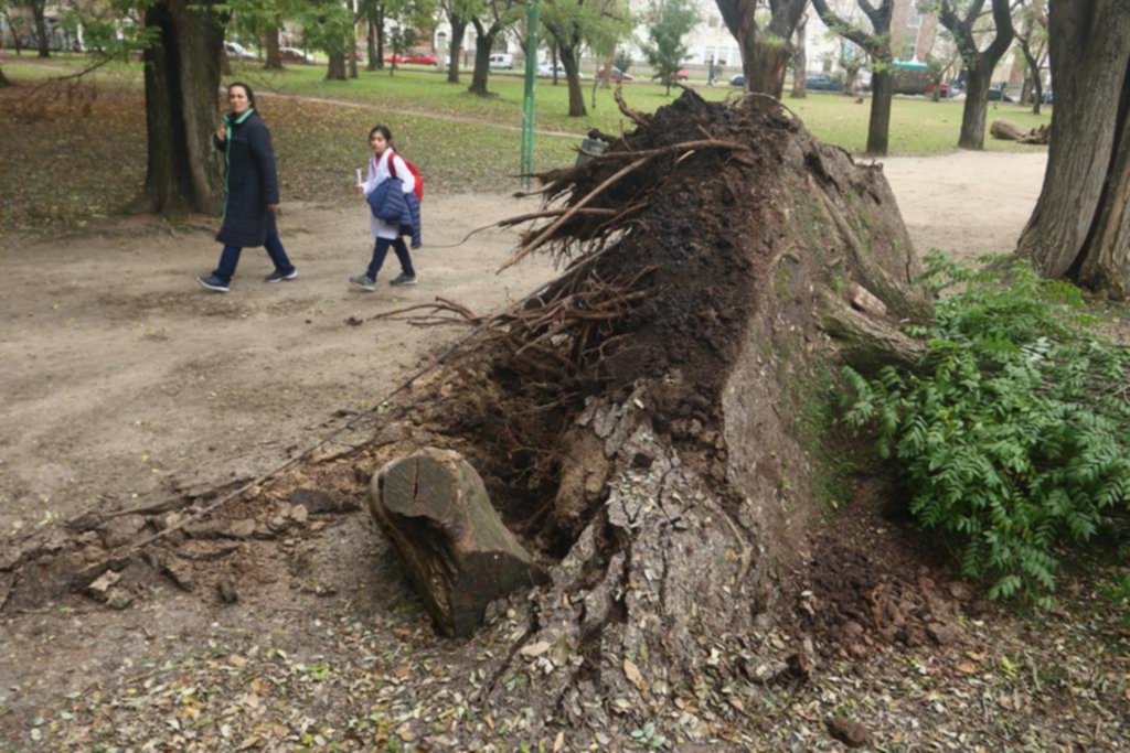 Cayó un árbol en Parque Saavedra donde minutos antes jugaban decenas de niños