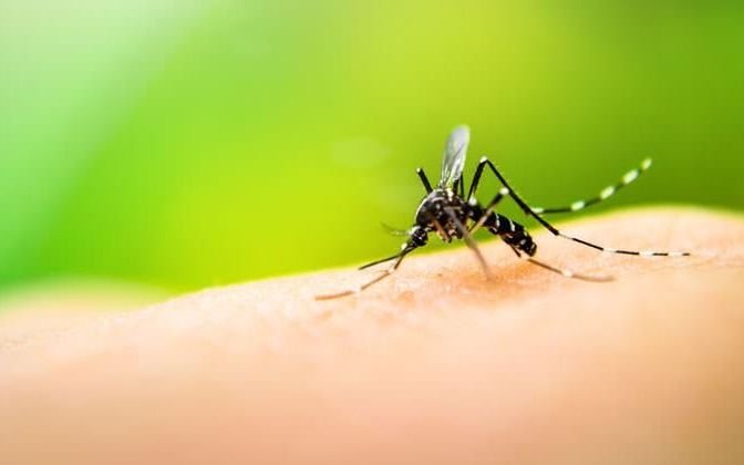 Jujuy registra más de medio millar de casos confirmados de dengue