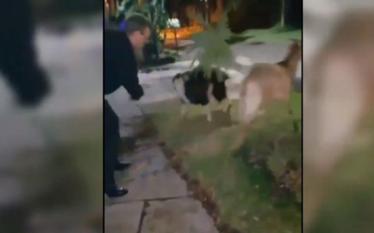 Conzi ya no podrá pasear a sus cabras en la vereda porque redujeron el radio de la tobillera