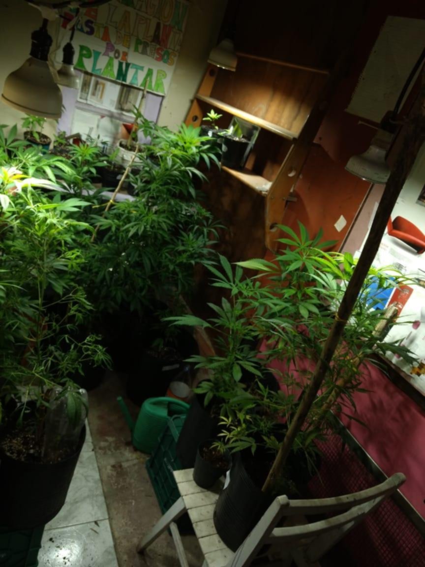 La investigación de un robo reavivó la polémica por el cultivo de cannabis