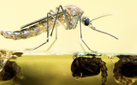 Recuerdan que el huevo del mosquito transmisor del dengue sobrevive al frío y piden descacharrizar