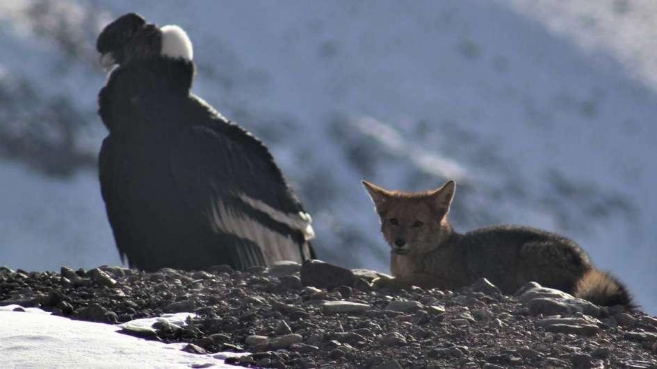 Un zorro y un cóndor andino, juntos en el Aconcagua y en las redes sociales
