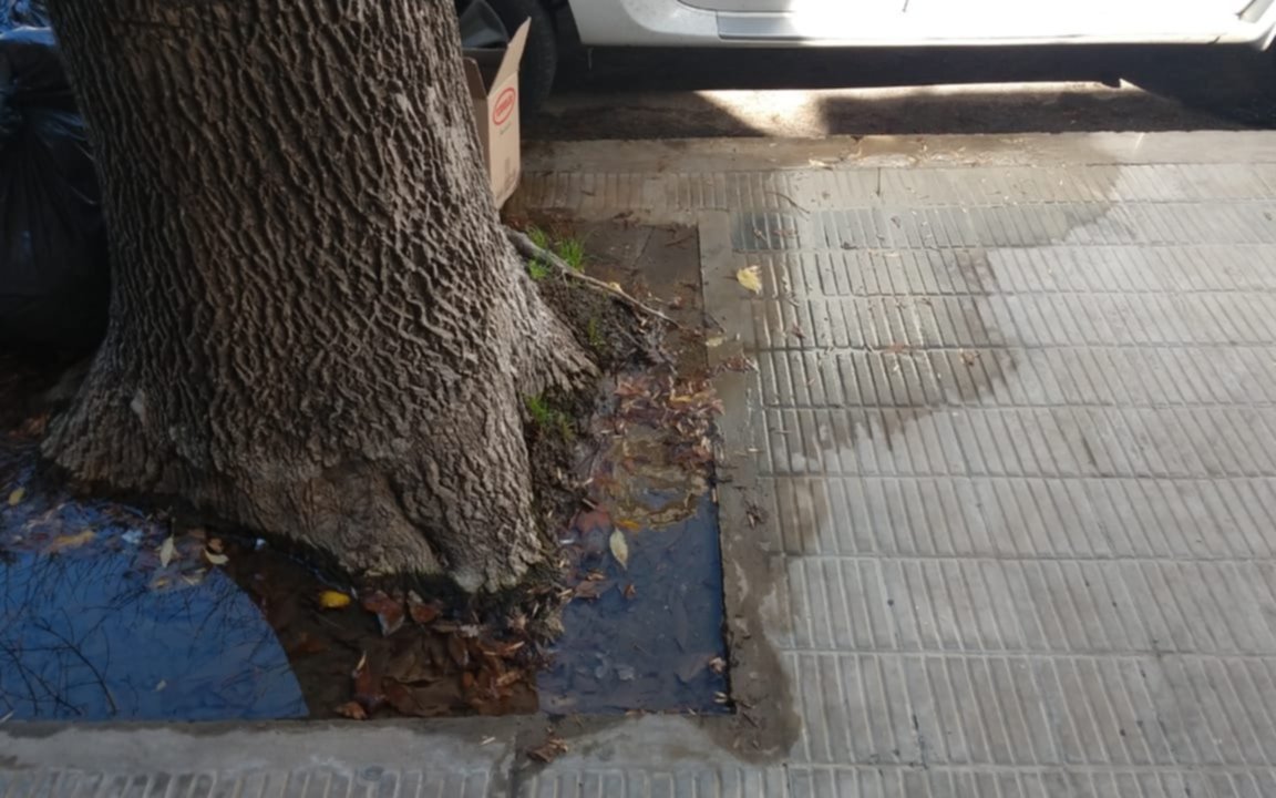 Una pérdida en la entrada de un edificio junta mosquitos y los vecinos están preocupados
