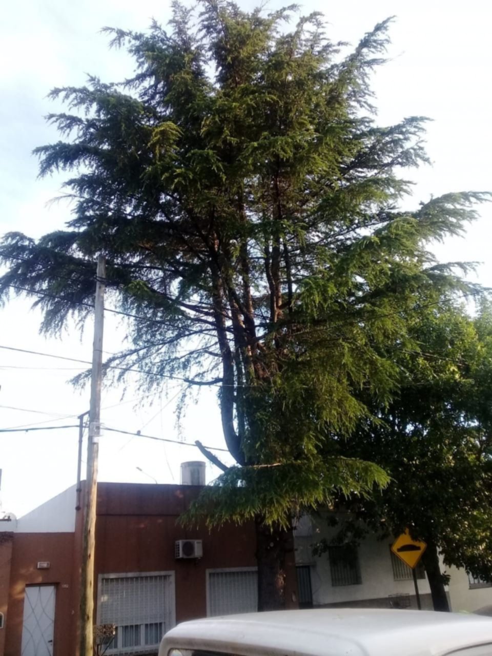 Reclamo y miedo en Tolosa por árbol de gran altura