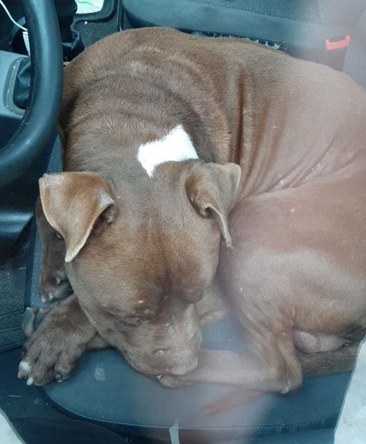 Un perro mordió a un bombero durante un operativo