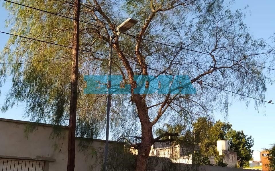 Vecinos de nuestra ciudad reclaman por la poda de árboles