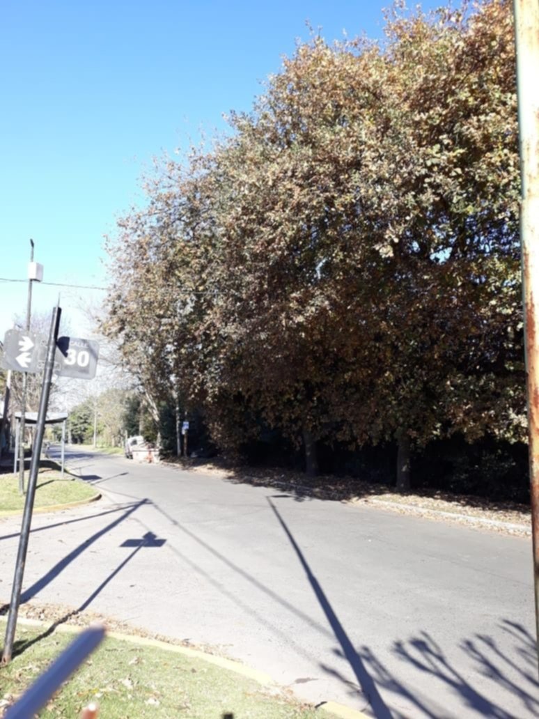 Advierten por árboles de gran altura y reclaman poda en sector de Gonnet