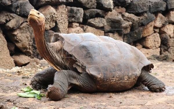 ¡Liberan a Diego! La tortuga inseminadora de Galápagos, vuelve a casa después de 87 años