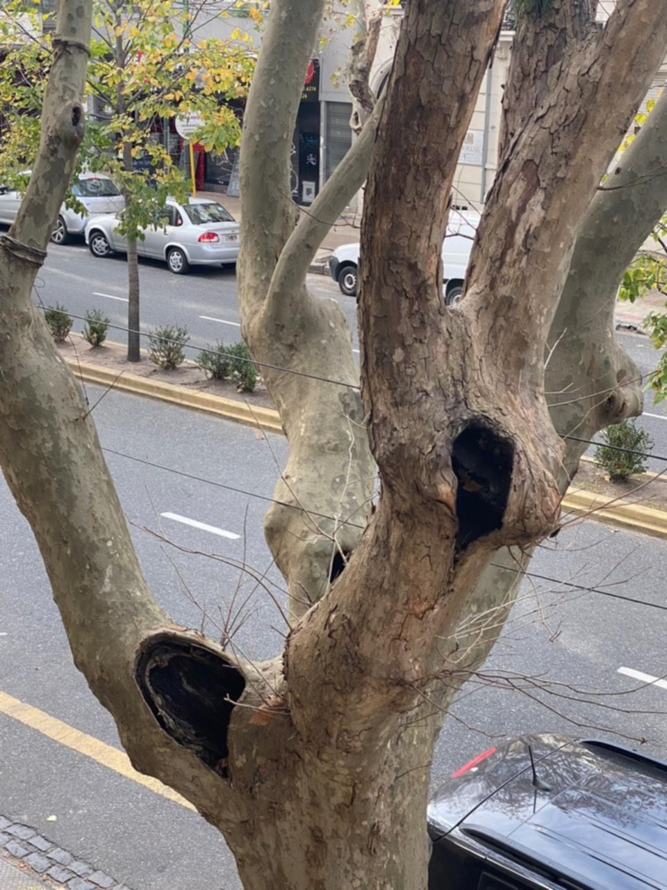 Reclamo por un árbol "hueco" frente a un edificio de 44 y 5
