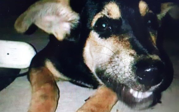 Abren una causa por presuntas prácticas sexuales de una mujer con un perro en Los Hornos