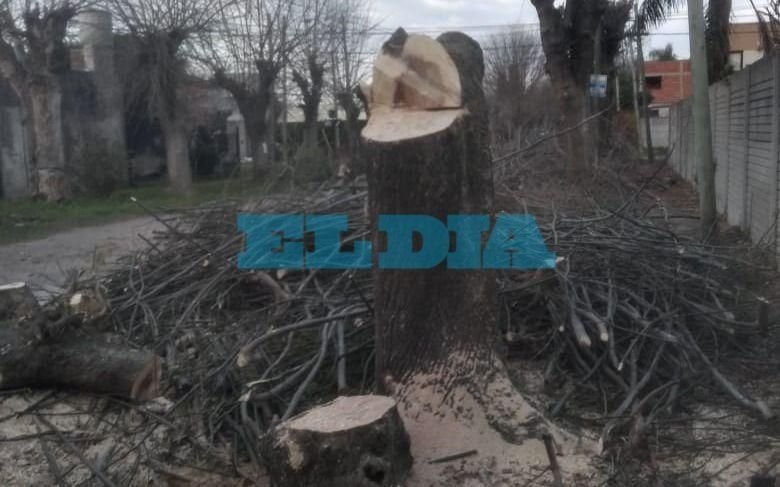 Denuncian "poda indiscriminada" de árboles en Gonnet y City Bell