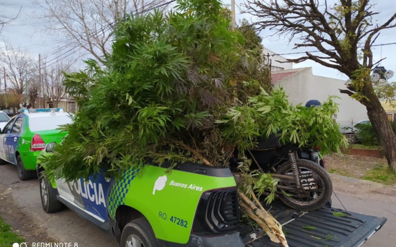 Robó una moto y cuando la policía fue a buscarla, además le encontró una planta de marihuana 