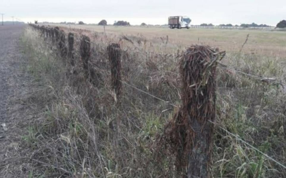 Impresionante invasión de langostas en Corrientes y preocupación por la yerba
