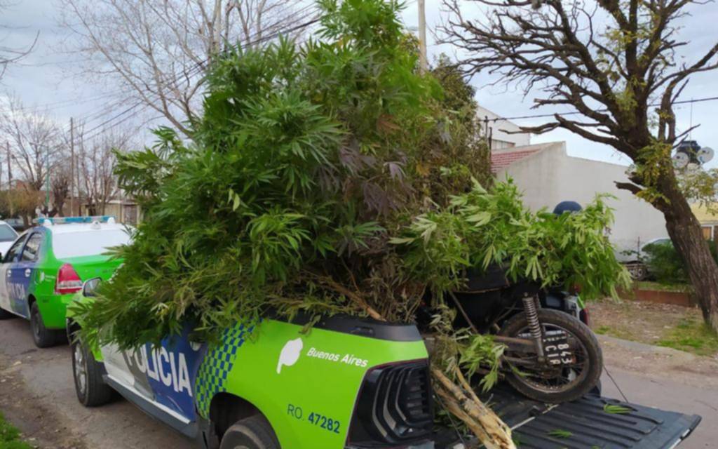 Fueron por una moto y encontraron una plantación de marihuana en Tolosa