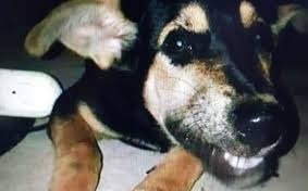 Los Hornos: determinan que el perro de la mujer acusada no presenta lesiones de abuso sexual