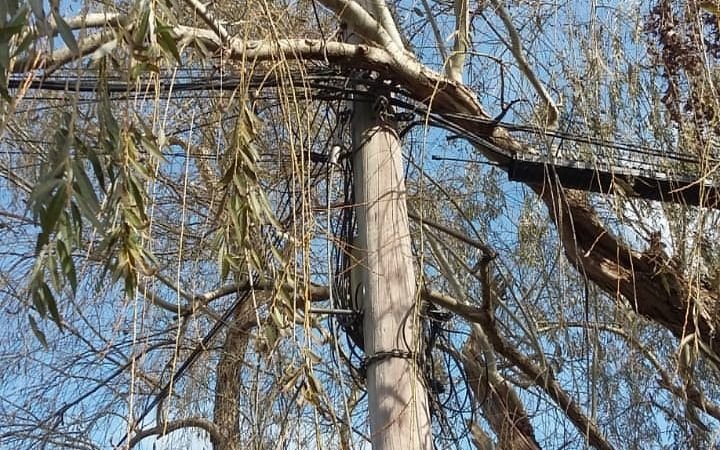 En Gonnet reclaman por la poda de un árbol “peligroso”