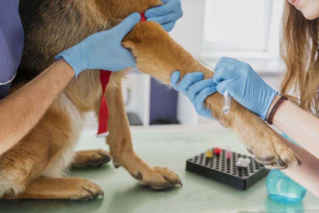 Un caso de rabia en Provincia encendió alarmas por la vacunación de mascotas