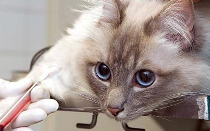 Alarma en Italia por un extraño virus que transmitió un gato