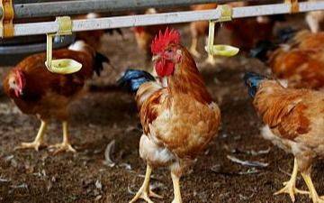 China confirma el primer contagio humano de cepa de gripe aviar