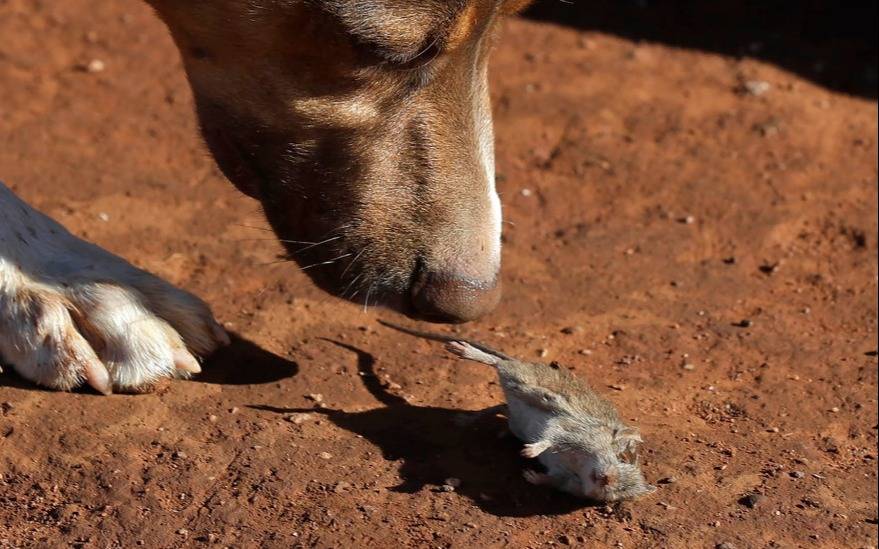 Como en Los Simpson: luego de la invasión de ratones, en Australia esperan a las serpientes