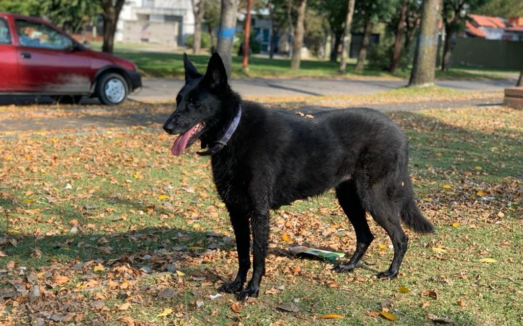 Ayudanos a encontrar a Lupina