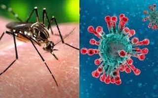 En la UNLP estudian la coinfección simultánea de dengue y Covid-19