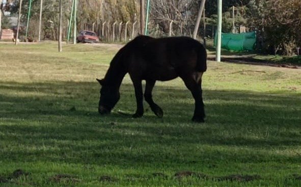 Queja en Etcheverry por "caballos atados en la plaza todo el día"