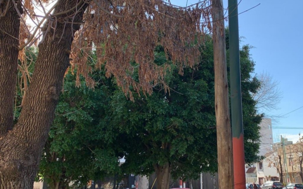 Pedido de poda por dos frondosos árboles en 39 y 19