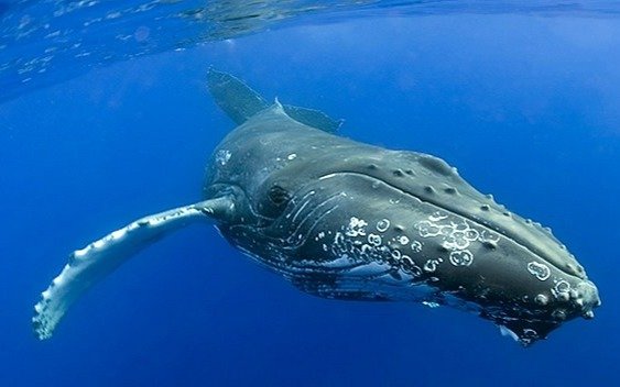 Estudio advierte que las ballenas francas son cada vez más pequeñas "por culpa de los humanos"