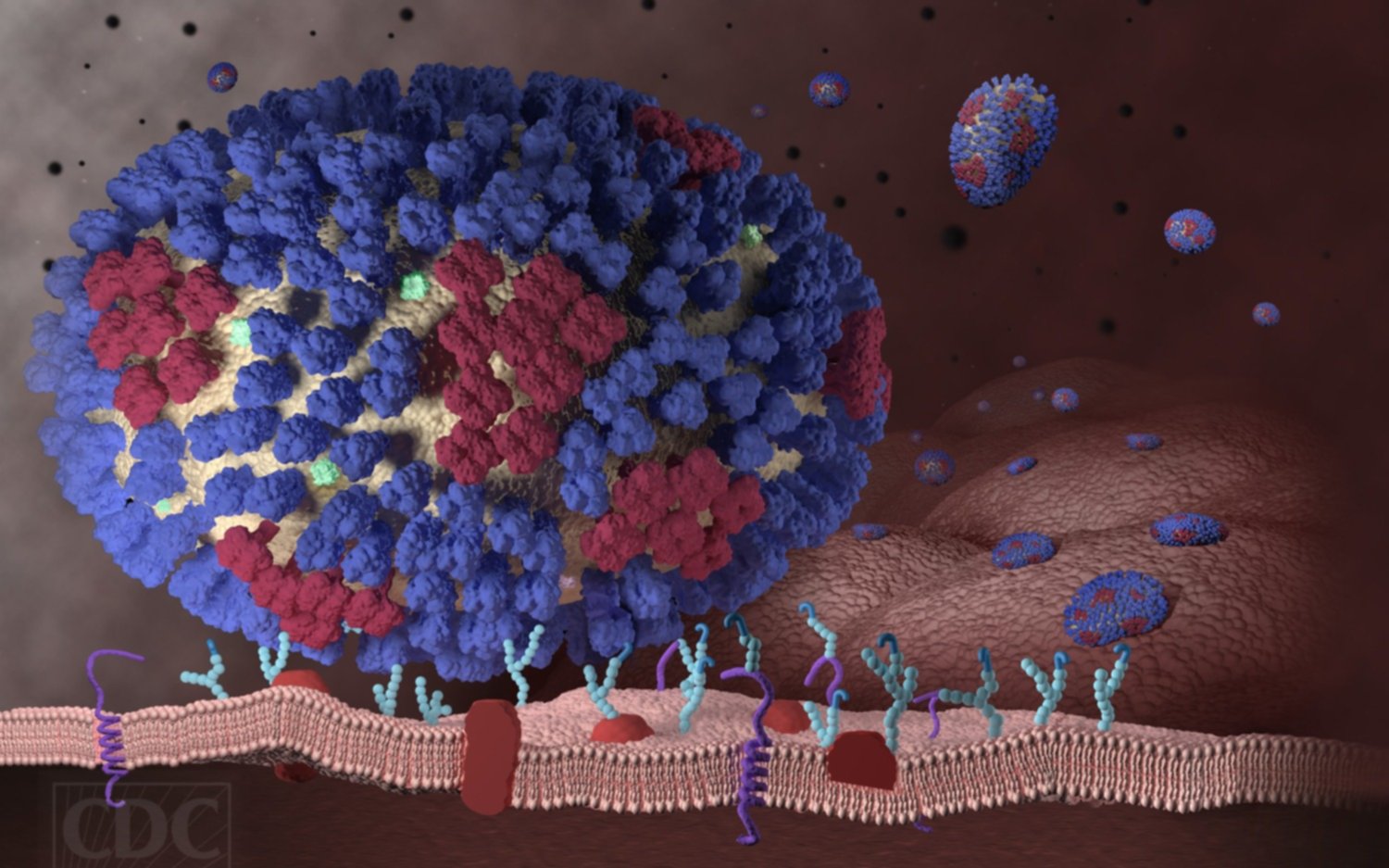 Aseguran que ciertas cepas de influenza pueden haberse extinguido por el confinamiento