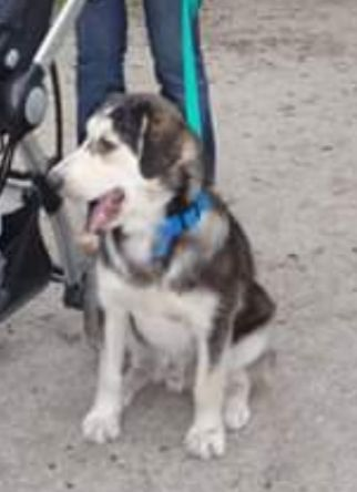 Ayudanos a encontrar a Max
