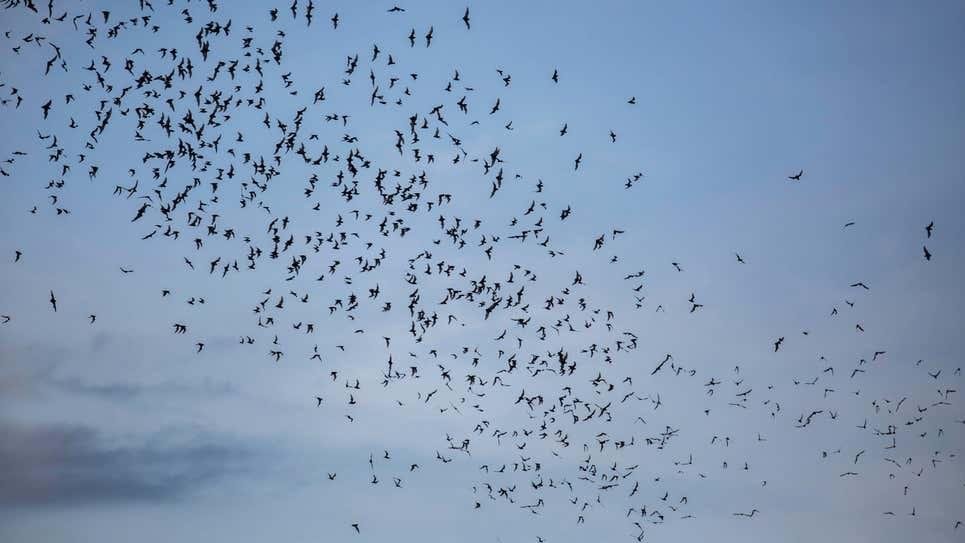 Como los murciélagos: enseñan a usar con éxito la ecolocalización