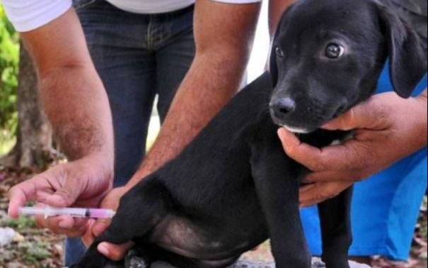 A dónde estará mañana la posta de vacunación antirrábica gratuita para perros y gatos