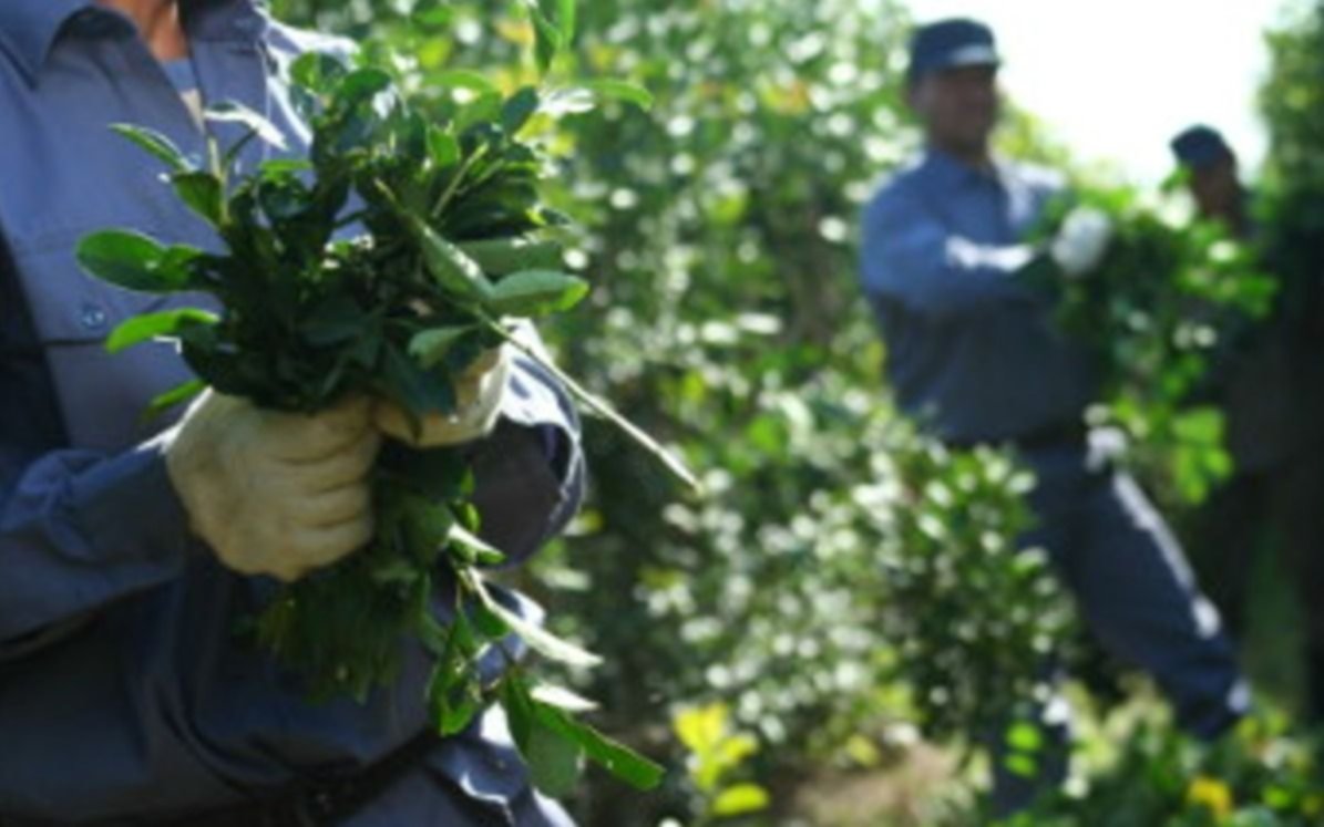 El Instituto Nacional de la Yerba Mate le puso un límite a las nuevas plantaciones