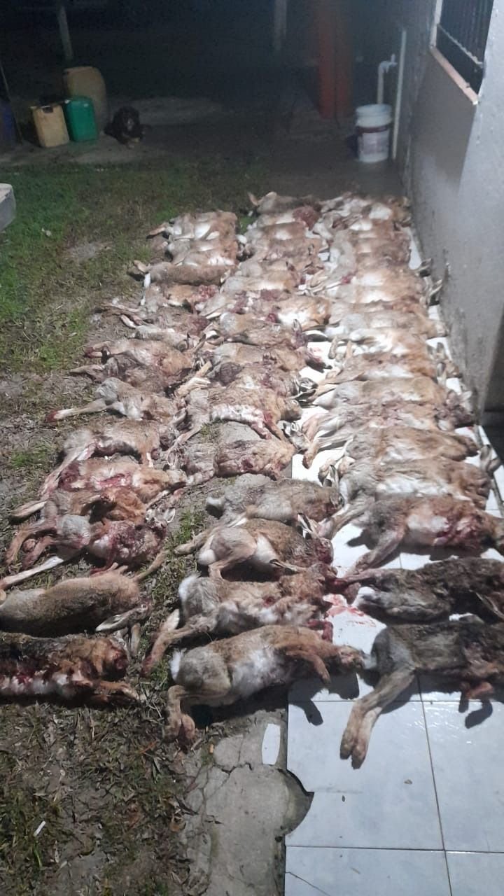 ¡Animales! Caen cazadores furtivos con más de 50 liebres muertos en Brandsen