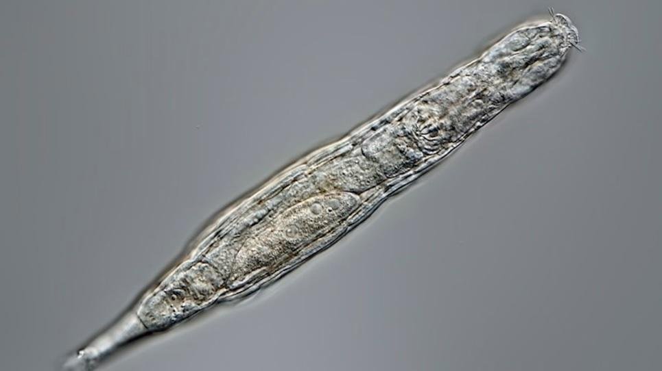 Una larga siesta Congelado durante 24.000 años, revive un animal microscópico