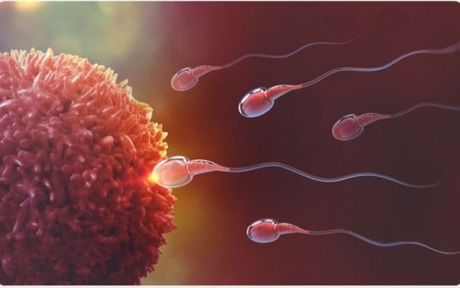 Pfizer y Moderna podrían aumentar la fertilidad en los hombres