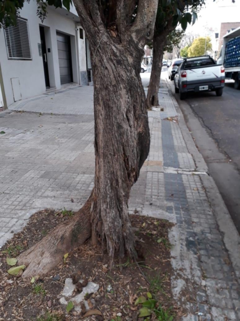 Reclamo por el tronco de un árbol de 61 entre 21 y 22
