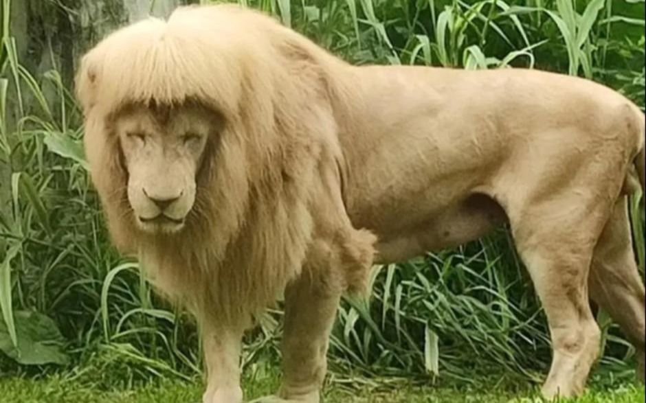 ¿Corte rollinga? El particular peinado del león en un zoológico chino