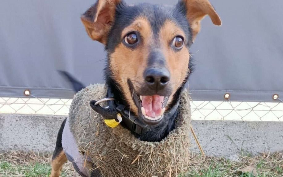 Liberaron al perrito "Coco": había quedado varado en Ezeiza haciendo cuarentena 